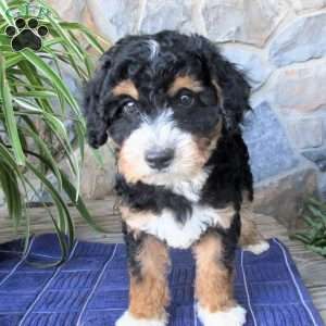 Anchor, Mini Aussiedoodle Puppy